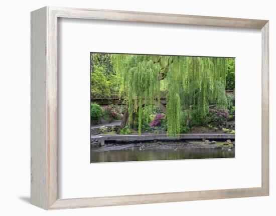 USA, Oregon, Portland, Weeping willow above small creek and blooming azalea.-John Barger-Framed Photographic Print