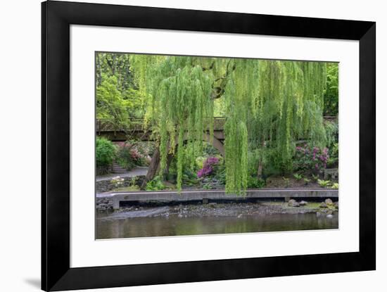 USA, Oregon, Portland, Weeping willow above small creek and blooming azalea.-John Barger-Framed Premium Photographic Print