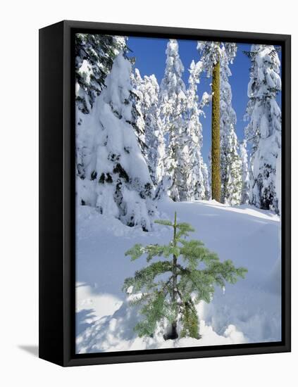 USA, Oregon, Rogue River NF. Scenic of New Snow on Forest-Steve Terrill-Framed Premier Image Canvas