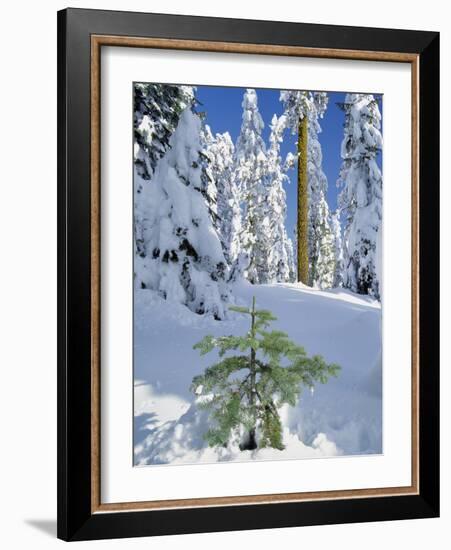 USA, Oregon, Rogue River NF. Scenic of New Snow on Forest-Steve Terrill-Framed Photographic Print