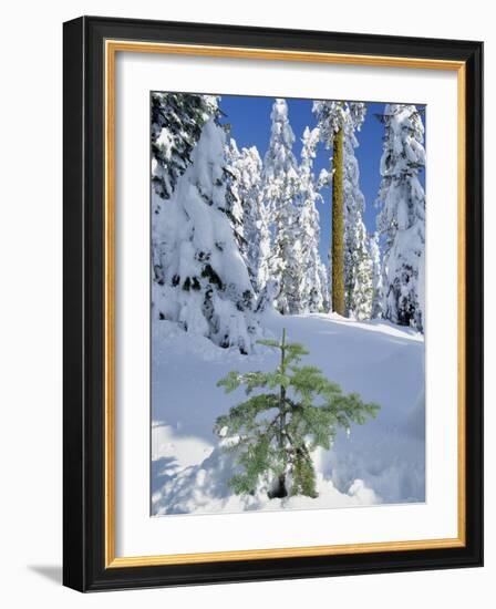 USA, Oregon, Rogue River NF. Scenic of New Snow on Forest-Steve Terrill-Framed Photographic Print