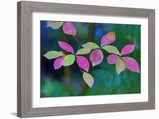 USA, Oregon, Rogue River Wilderness. Wild Dogwood Leaves in Autumn-Jean Carter-Framed Photographic Print