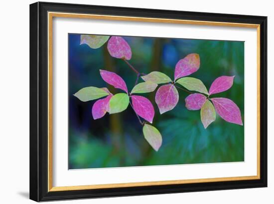 USA, Oregon, Rogue River Wilderness. Wild Dogwood Leaves in Autumn-Jean Carter-Framed Photographic Print