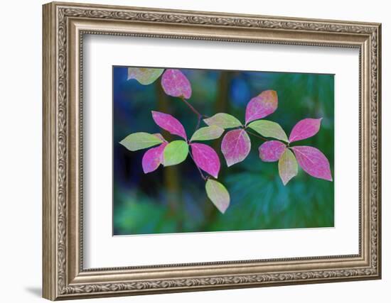 USA, Oregon, Rogue River Wilderness. Wild Dogwood Leaves in Autumn-Jean Carter-Framed Photographic Print