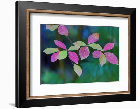 USA, Oregon, Rogue River Wilderness. Wild Dogwood Leaves in Autumn-Jean Carter-Framed Photographic Print