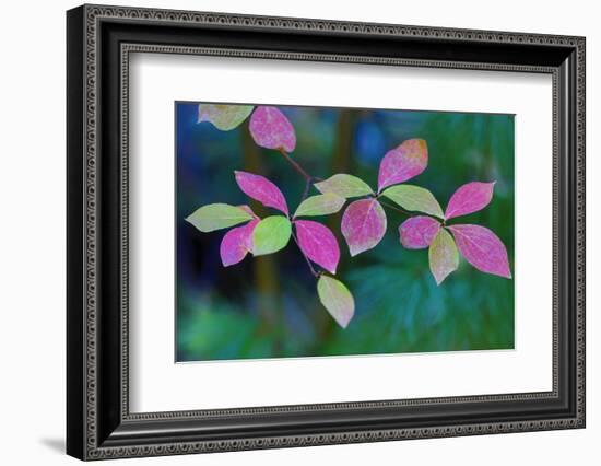 USA, Oregon, Rogue River Wilderness. Wild Dogwood Leaves in Autumn-Jean Carter-Framed Photographic Print