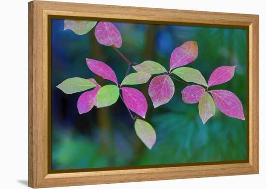 USA, Oregon, Rogue River Wilderness. Wild Dogwood Leaves in Autumn-Jean Carter-Framed Premier Image Canvas