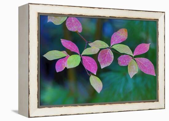 USA, Oregon, Rogue River Wilderness. Wild Dogwood Leaves in Autumn-Jean Carter-Framed Premier Image Canvas