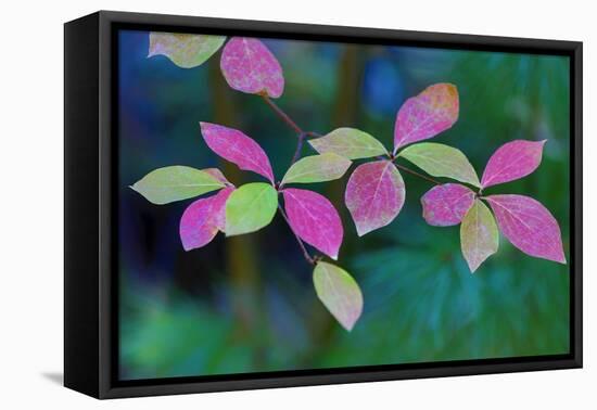 USA, Oregon, Rogue River Wilderness. Wild Dogwood Leaves in Autumn-Jean Carter-Framed Premier Image Canvas