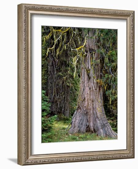 USA, Oregon, Rogue-Umpqua Divide Wilderness. Incense Cedar Tree-Steve Terrill-Framed Photographic Print