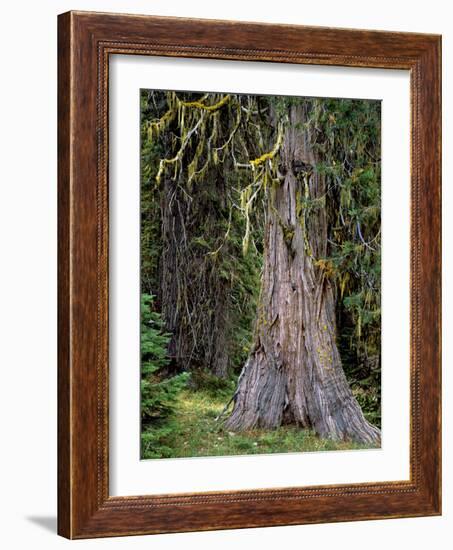 USA, Oregon, Rogue-Umpqua Divide Wilderness. Incense Cedar Tree-Steve Terrill-Framed Photographic Print