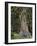 USA, Oregon, Rogue-Umpqua Divide Wilderness. Incense Cedar Tree-Steve Terrill-Framed Photographic Print