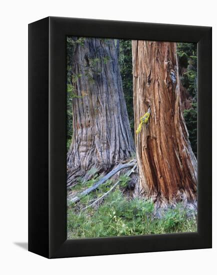 USA, Oregon, Rogue-Umpqua Divide Wilderness. Incense Cedar Tree-Jaynes Gallery-Framed Premier Image Canvas
