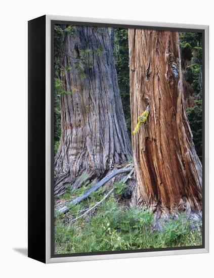 USA, Oregon, Rogue-Umpqua Divide Wilderness. Incense Cedar Tree-Jaynes Gallery-Framed Premier Image Canvas