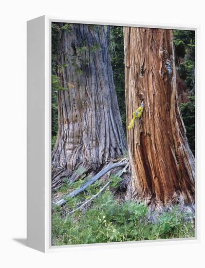 USA, Oregon, Rogue-Umpqua Divide Wilderness. Incense Cedar Tree-Jaynes Gallery-Framed Premier Image Canvas