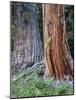 USA, Oregon, Rogue-Umpqua Divide Wilderness. Incense Cedar Tree-Jaynes Gallery-Mounted Photographic Print