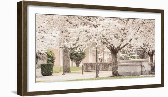 USA, Oregon, Salem, Snowing cherry blossoms.-Rick A. Brown-Framed Photographic Print