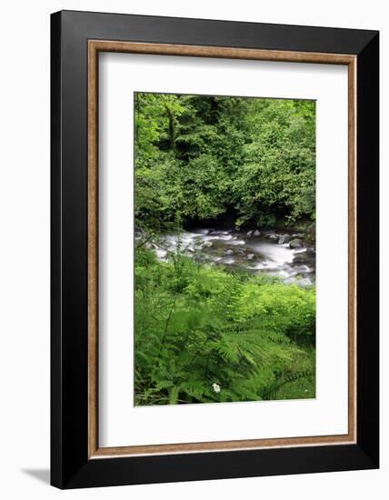 USA, Oregon. Scenic of Little Sandy River and Ferns-Steve Terrill-Framed Photographic Print