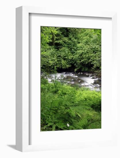 USA, Oregon. Scenic of Little Sandy River and Ferns-Steve Terrill-Framed Photographic Print