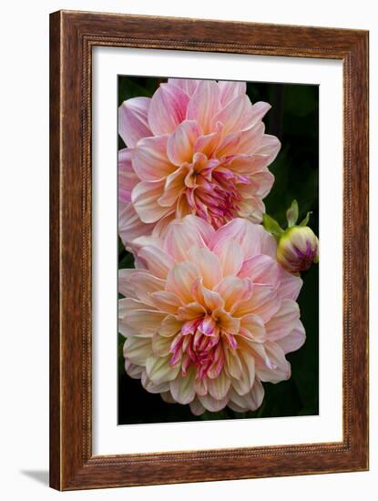 USA, Oregon, Shore Acres State Park. Close-up of Dahlia Flowers-Jean Carter-Framed Photographic Print