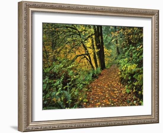 USA, Oregon, Silver Falls State Park. Scenic Park Trail-Steve Terrill-Framed Photographic Print