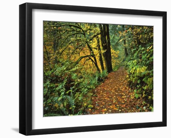 USA, Oregon, Silver Falls State Park. Scenic Park Trail-Steve Terrill-Framed Photographic Print