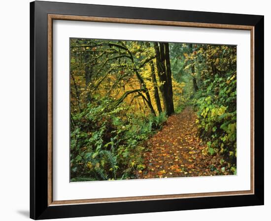 USA, Oregon, Silver Falls State Park. Scenic Park Trail-Steve Terrill-Framed Photographic Print