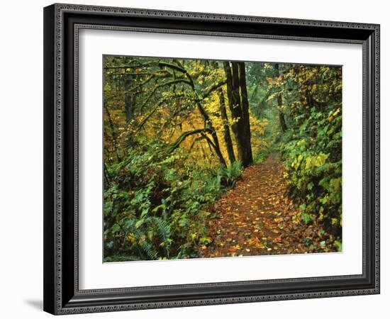 USA, Oregon, Silver Falls State Park. Scenic Park Trail-Steve Terrill-Framed Photographic Print