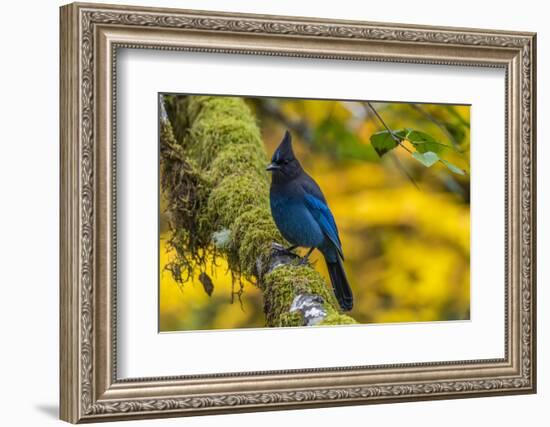 USA, Oregon, Silver Falls State Park. Steller's jay on branch.-Jaynes Gallery-Framed Photographic Print