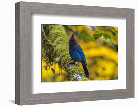 USA, Oregon, Silver Falls State Park. Steller's jay on branch.-Jaynes Gallery-Framed Photographic Print