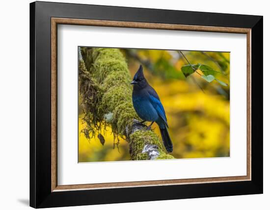 USA, Oregon, Silver Falls State Park. Steller's jay on branch.-Jaynes Gallery-Framed Photographic Print