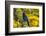 USA, Oregon, Silver Falls State Park. Steller's jay on branch.-Jaynes Gallery-Framed Photographic Print