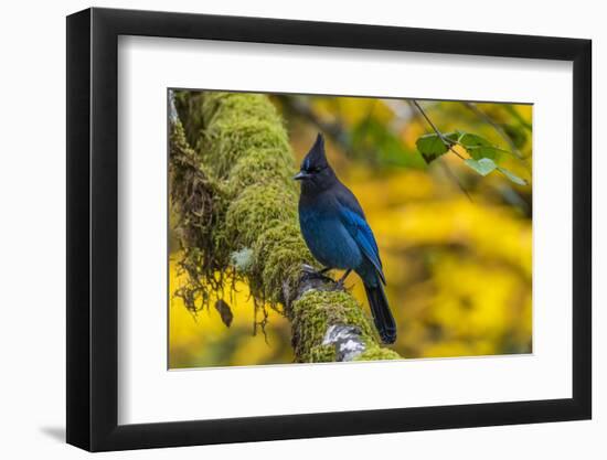 USA, Oregon, Silver Falls State Park. Steller's jay on branch.-Jaynes Gallery-Framed Photographic Print