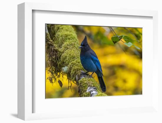 USA, Oregon, Silver Falls State Park. Steller's jay on branch.-Jaynes Gallery-Framed Photographic Print