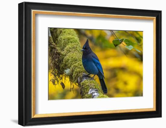 USA, Oregon, Silver Falls State Park. Steller's jay on branch.-Jaynes Gallery-Framed Photographic Print