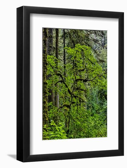 USA, Oregon, Silver Falls State Park-Joe Restuccia III-Framed Photographic Print