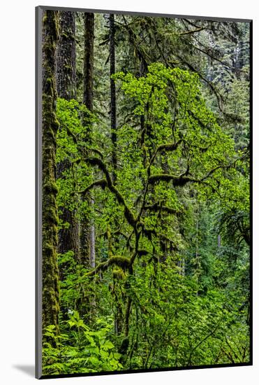 USA, Oregon, Silver Falls State Park-Joe Restuccia III-Mounted Photographic Print