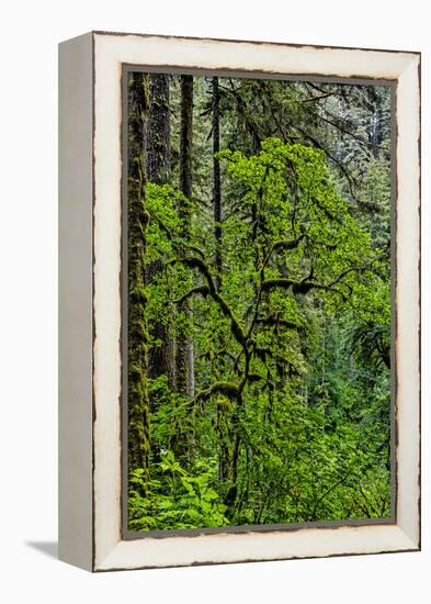 USA, Oregon, Silver Falls State Park-Joe Restuccia III-Framed Premier Image Canvas