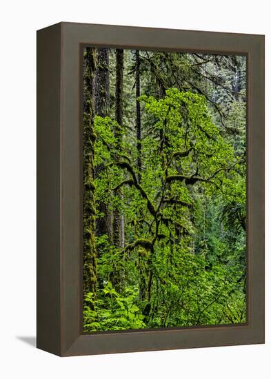 USA, Oregon, Silver Falls State Park-Joe Restuccia III-Framed Premier Image Canvas