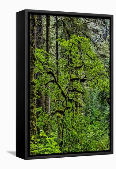 USA, Oregon, Silver Falls State Park-Joe Restuccia III-Framed Premier Image Canvas