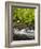 USA, Oregon, Siuslaw National Forest, Sweet Creek-Ann Collins-Framed Photographic Print