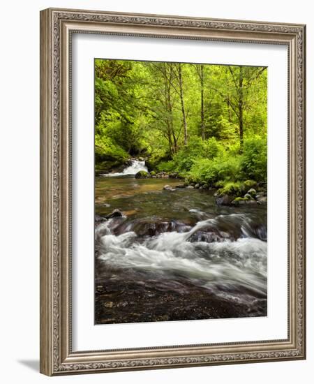 USA, Oregon, Siuslaw National Forest, Sweet Creek-Ann Collins-Framed Photographic Print