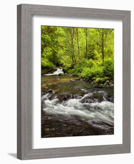 USA, Oregon, Siuslaw National Forest, Sweet Creek-Ann Collins-Framed Photographic Print