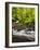 USA, Oregon, Siuslaw National Forest, Sweet Creek-Ann Collins-Framed Photographic Print