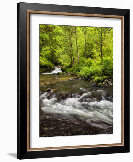 USA, Oregon, Siuslaw National Forest, Sweet Creek-Ann Collins-Framed Photographic Print