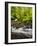 USA, Oregon, Siuslaw National Forest, Sweet Creek-Ann Collins-Framed Photographic Print