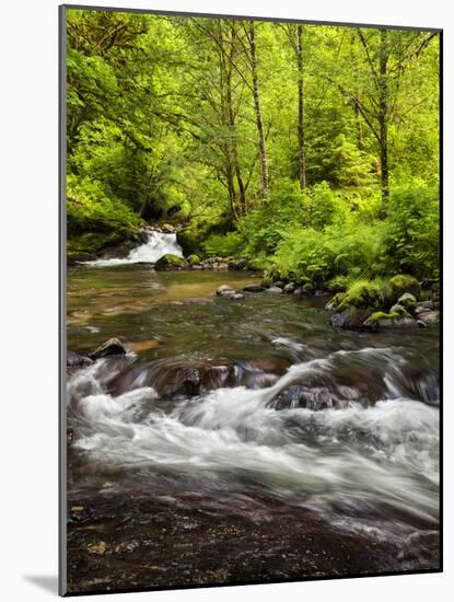 USA, Oregon, Siuslaw National Forest, Sweet Creek-Ann Collins-Mounted Photographic Print