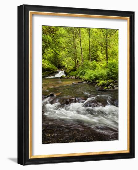 USA, Oregon, Siuslaw National Forest, Sweet Creek-Ann Collins-Framed Photographic Print