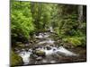 USA, Oregon, Siuslaw National Forest. Sweet Creek-Ann Collins-Mounted Photographic Print