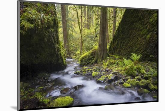 USA, Oregon. Spring view of Ruckle Creek in the Columbia River Gorge.-Gary Luhm-Mounted Photographic Print